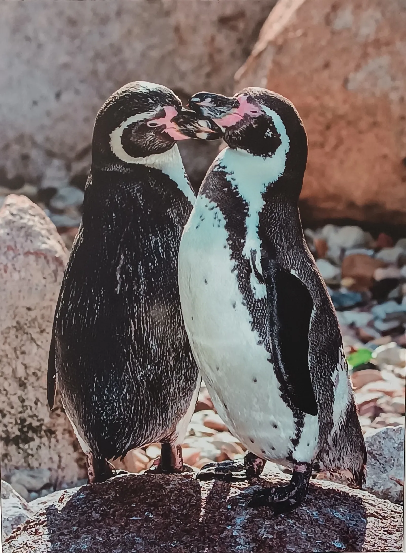 Pingüinos de Humboldt en las rocas de las Islas Ballestas